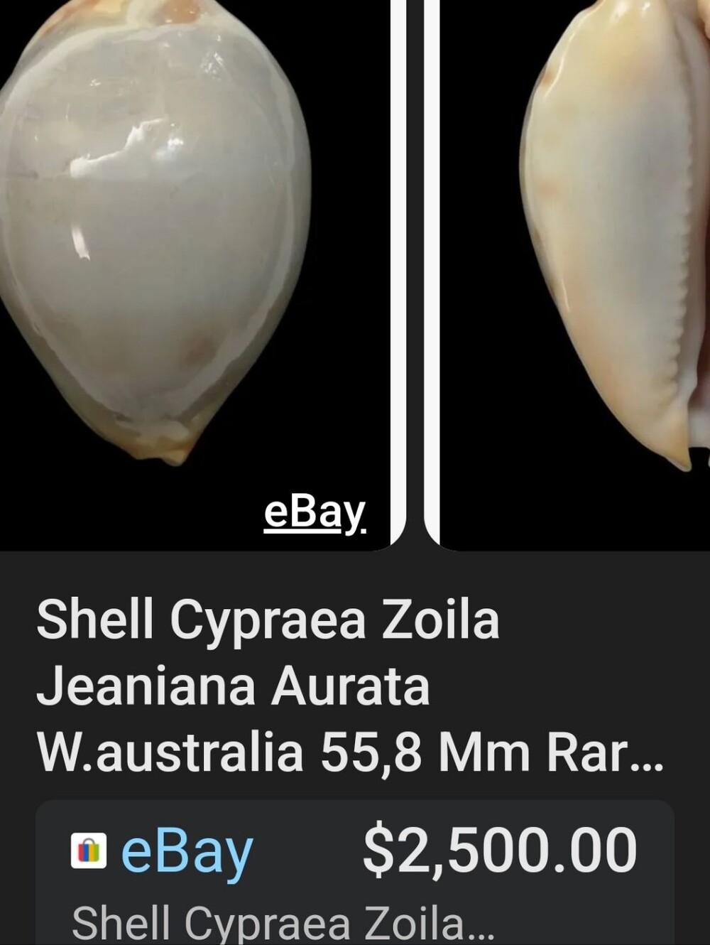 Random Shells